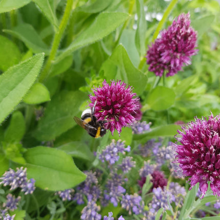 Gartenobjekt | SEDILIA anthrazit