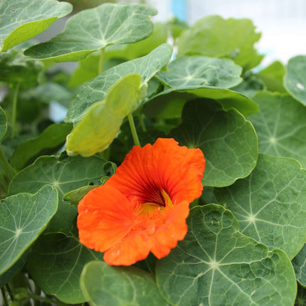 Gartenobjekt | Kräuterspirale LIMAX One