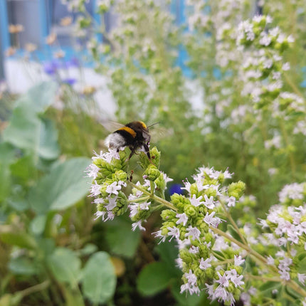 Gartenobjekt | Kräuterspirale LIMAX One