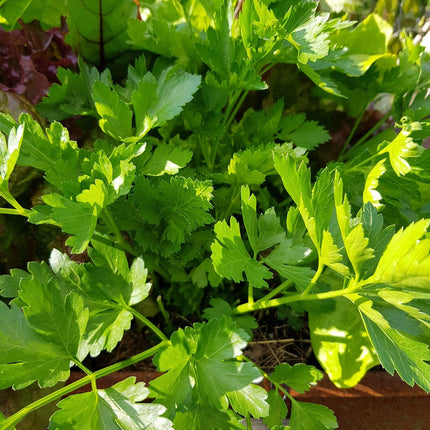 Gartenobjekt | Kräutertreppe LIMAX Zero