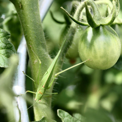 Gartenobjekt | HOME OF TOMATOES