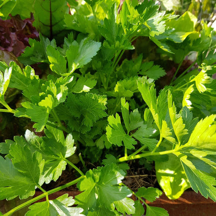 Gartenobjekt | Kräutertreppe LIMAX Zero anthrazit