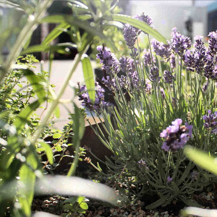 Gartenobjekt | Kräutertreppe LIMAX Zero anthrazit