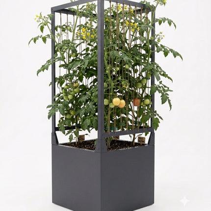 Palatino Climb & Cover 50 